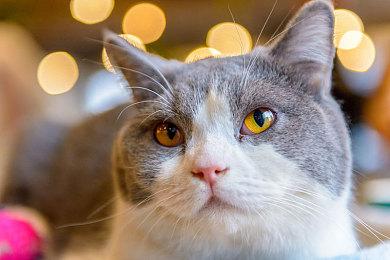 万代在美国注册新商标 或是《龙珠Z：电光火石4》